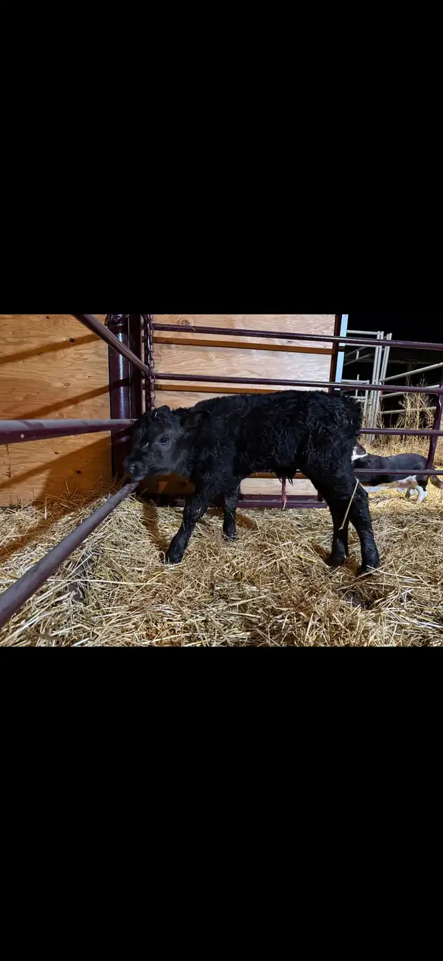 Sim/Angus Bull Calf