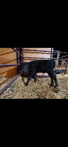 Sim/Angus Bull Calf