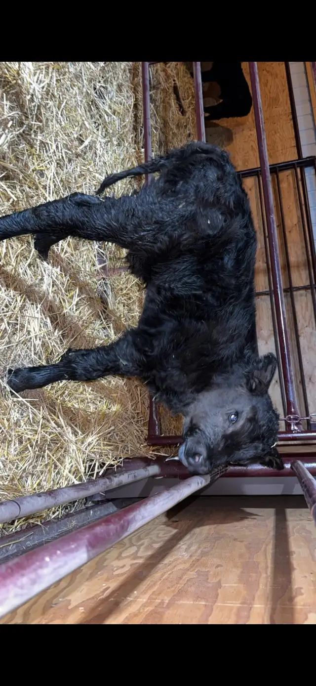 Sim/Angus Bull Calf - Photo 2