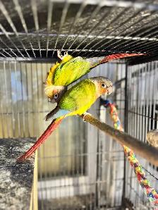 pineapple bird pair for sale