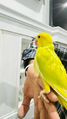 Indian ringneck parrot female for sale