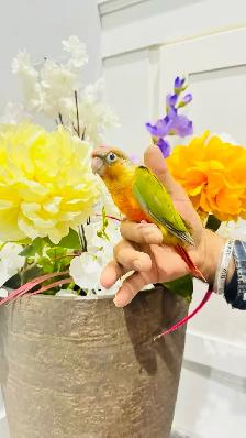 pineapple baby birds for sale - Photo 2