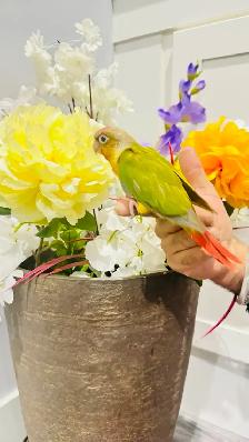 pineapple baby birds for sale - Photo 3