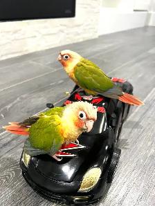 pineapple baby birds for sale - Photo 4