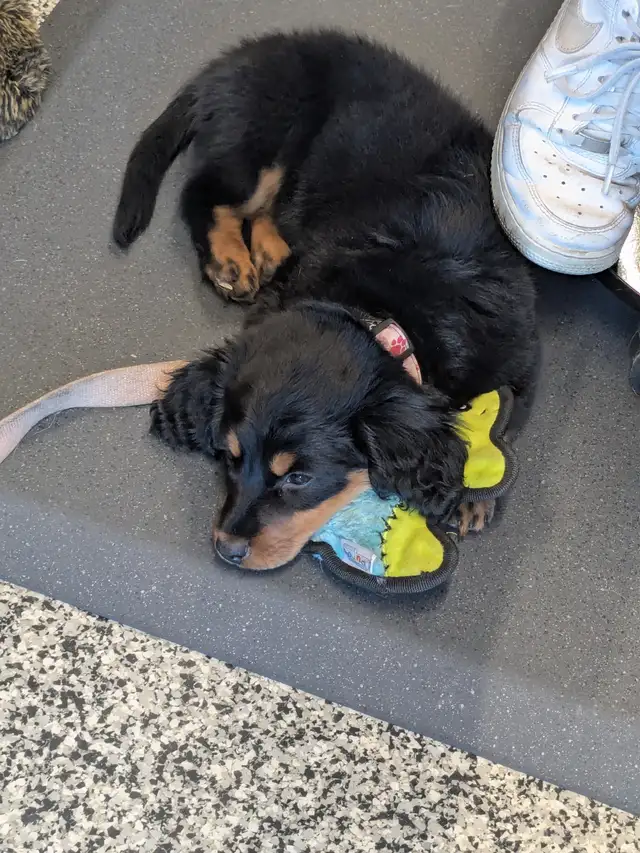 Rehoming 9 months old female dachshund and rottweiler puppy.