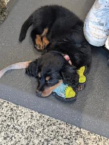 Rehoming 9 months old female dachshund and rottweiler puppy.