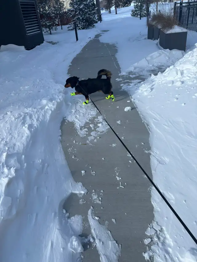 Rehoming 9 months old female dachshund and rottweiler puppy. - Photo 2