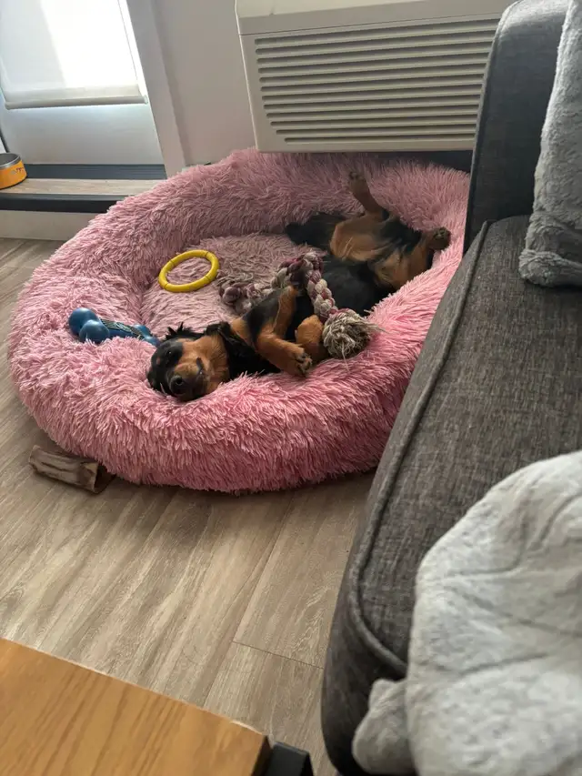 Rehoming 9 months old female dachshund and rottweiler puppy. - Photo 3