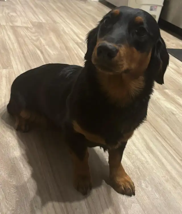 Rehoming 9 months old female dachshund and rottweiler puppy. - Photo 4