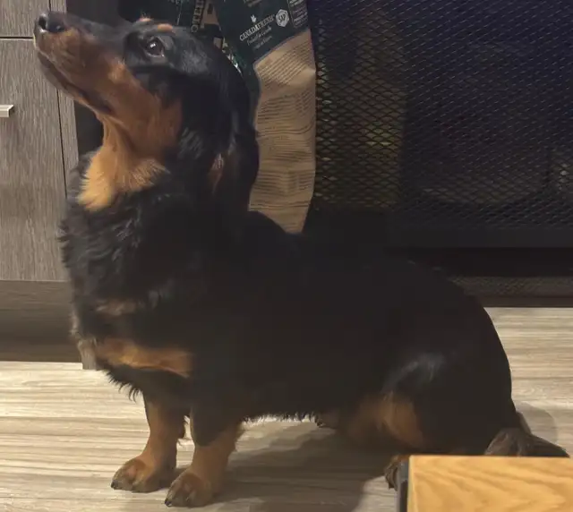 Rehoming 9 months old female dachshund and rottweiler puppy. - Photo 5