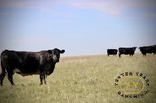 Feedlot Worker Wanted