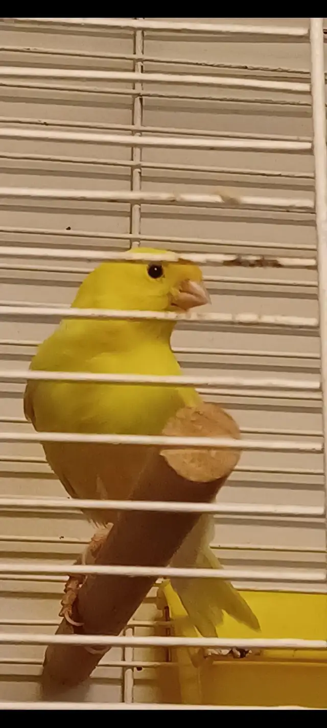 Canaries German Rollers  A Pair of Pure Bred