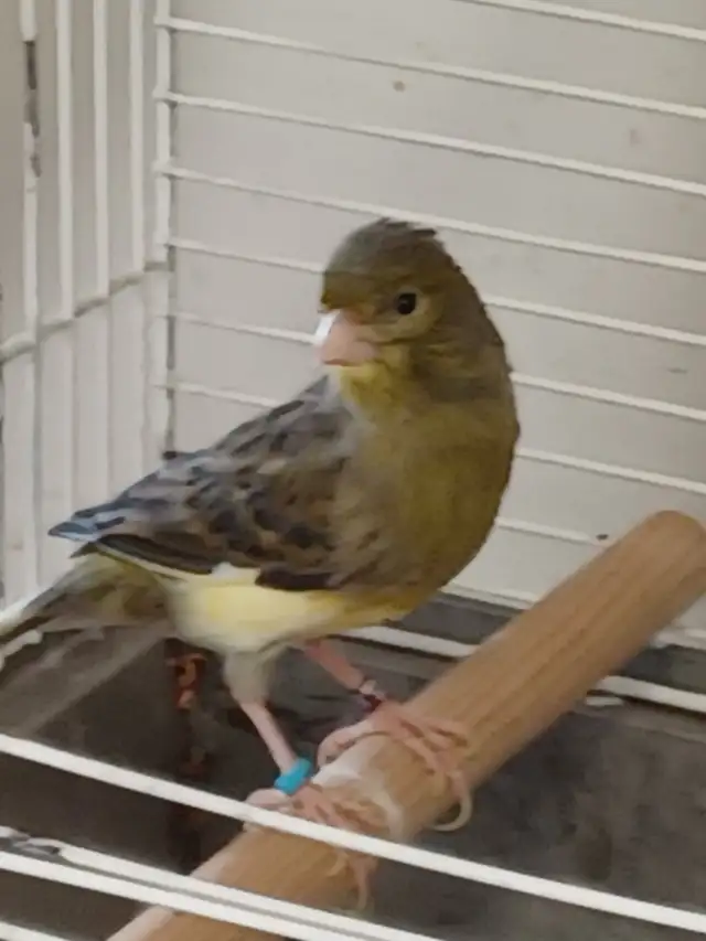 Canaries German Rollers  A Pair of Pure Bred - Photo 2