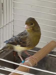 Canaries German Rollers  A Pair of Pure Bred - Photo 2