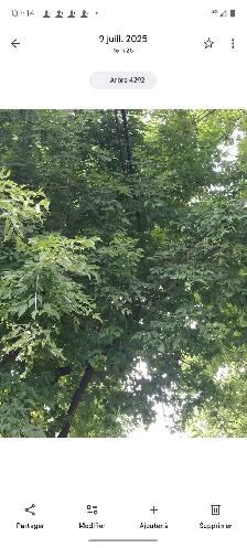 entretien pelouse - Photo 3