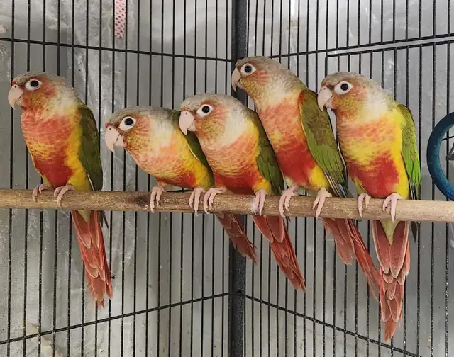 Pineapple Green Cheek Conures