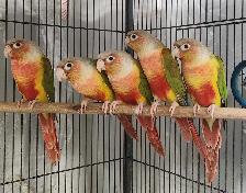 Pineapple Green Cheek Conures