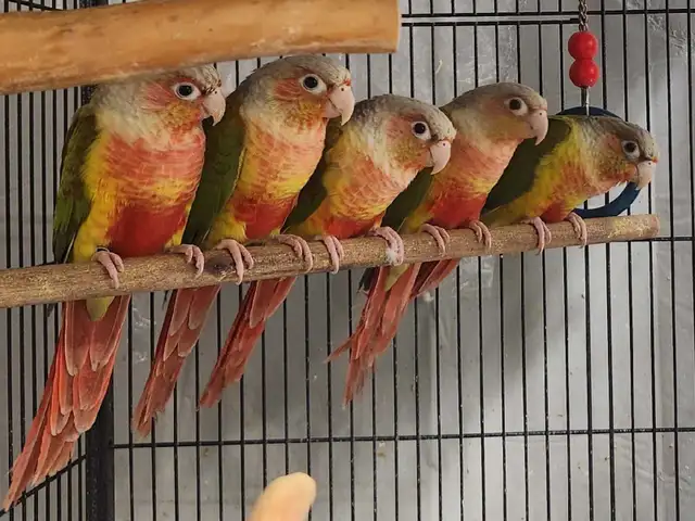 Pineapple Green Cheek Conures - Photo 2