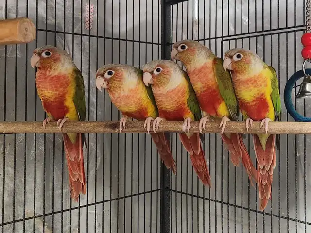Pineapple Green Cheek Conures - Photo 3