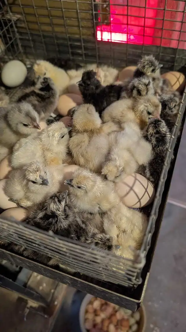 fertilized silkie eggs