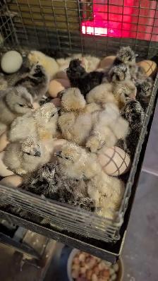 fertilized silkie eggs