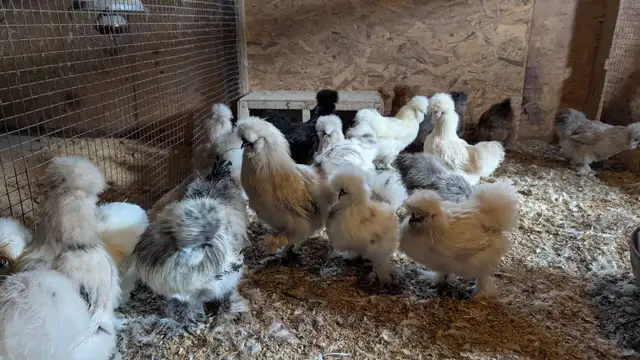fertilized silkie eggs - Photo 2