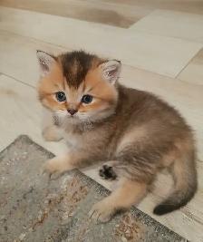 Purebred Scottish Fold Kittens