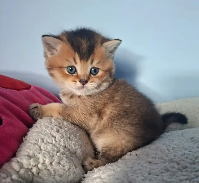 Purebred Scottish Fold Kittens - Photo 3