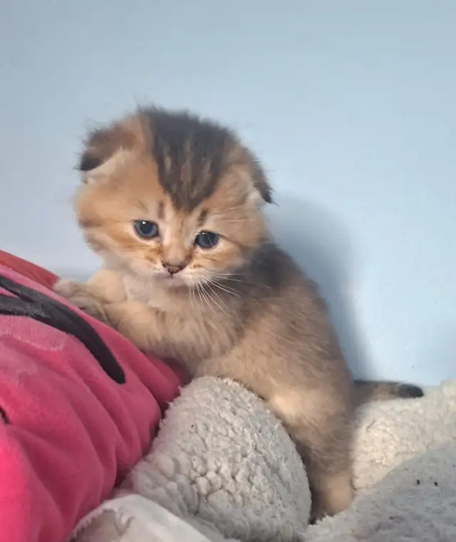 Purebred Scottish Fold Kittens - Photo 4