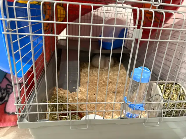 lapin bélier blanc - Photo 2