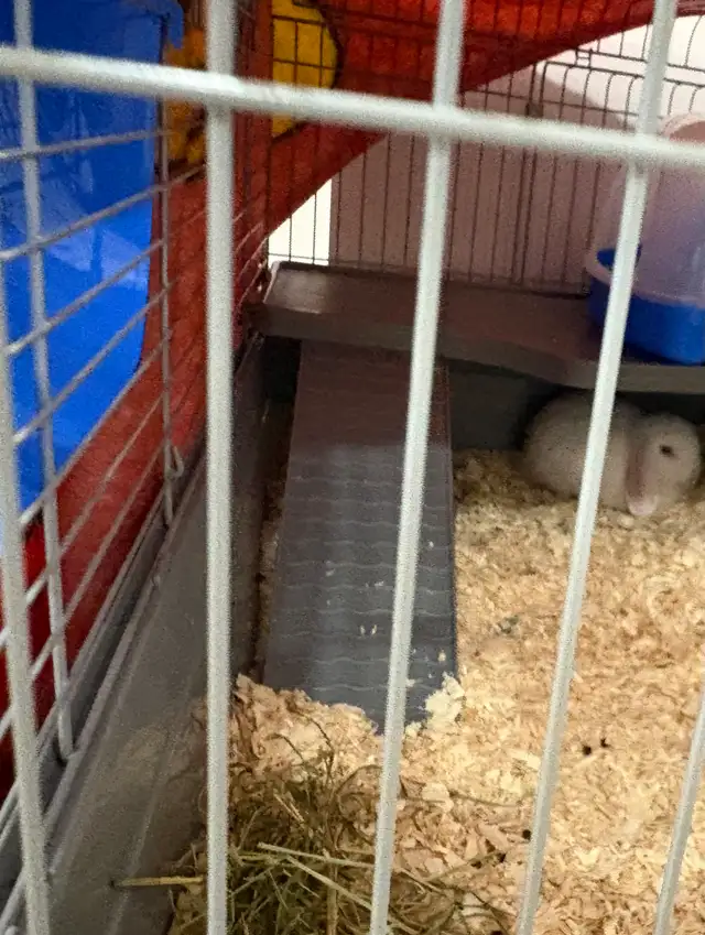 lapin bélier blanc - Photo 3