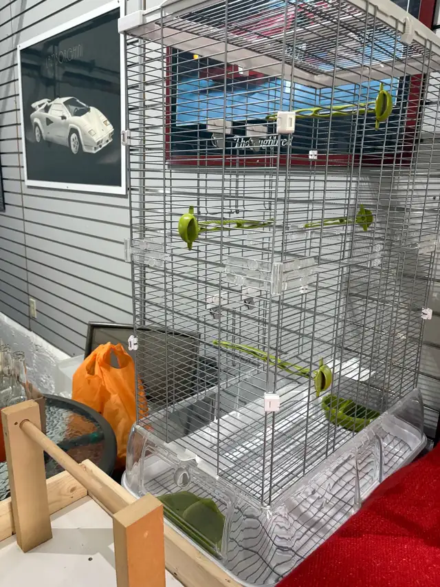 lapin bélier blanc - Photo 4