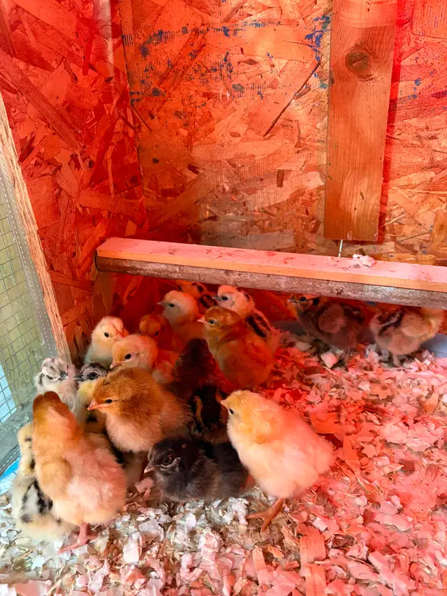 Œufs fécondés - Photo 2