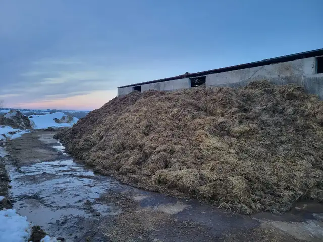 Calf Manure