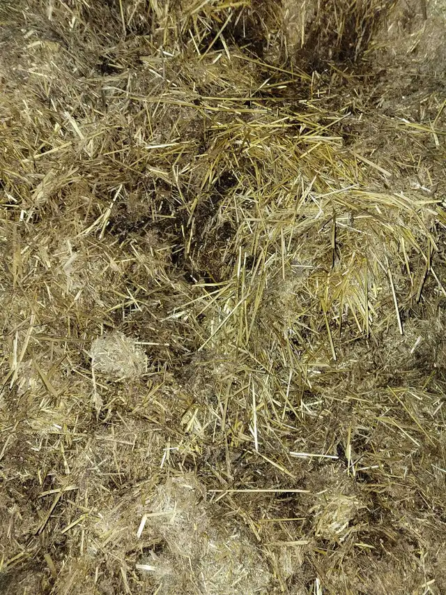 Calf Manure - Photo 3