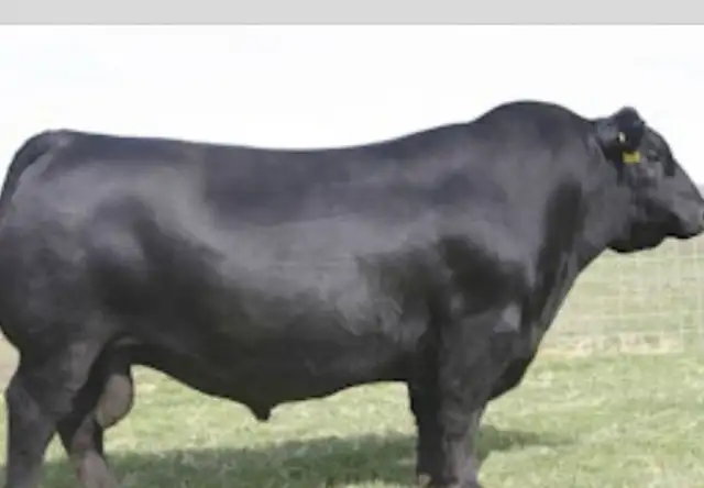 Ai Supplies - Black Angus Bulls