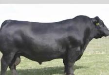 Ai Supplies - Black Angus Bulls