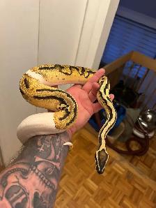 piedball males python royal