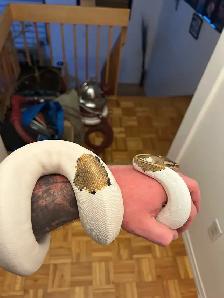 piedball males python royal - Photo 2