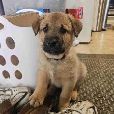 Shepherd mix puppies