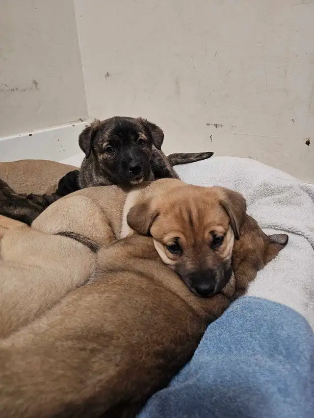 Shepherd mix puppies - Photo 2