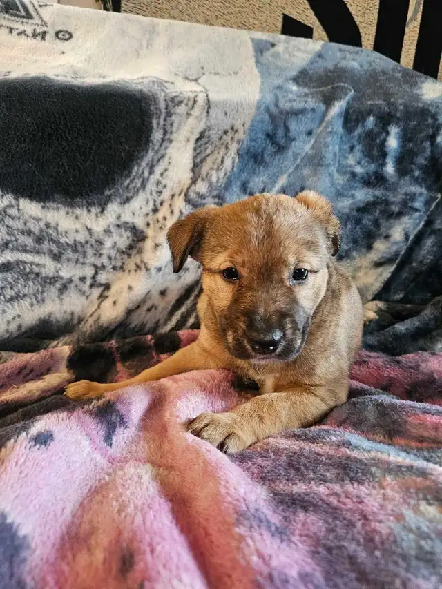 Shepherd mix puppies - Photo 3