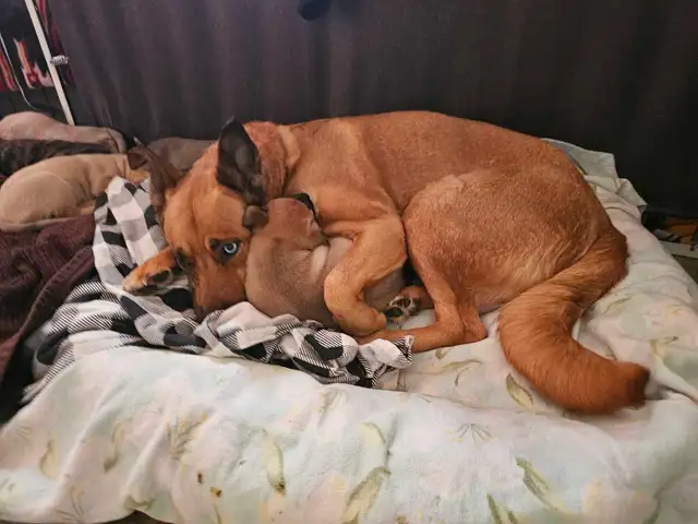 Shepherd mix puppies - Photo 4