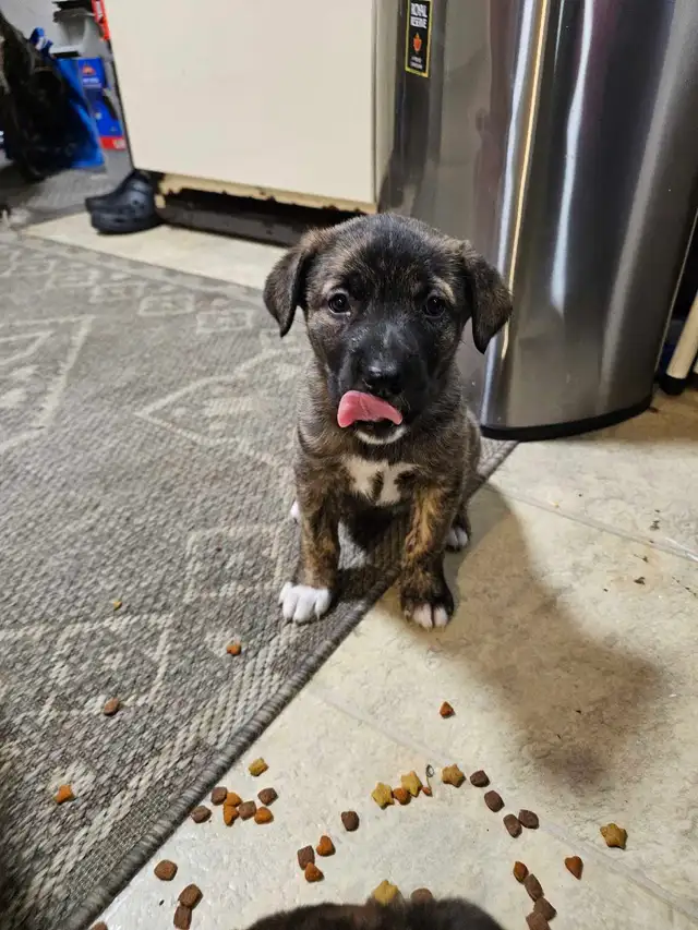 Shepherd mix puppies - Photo 5