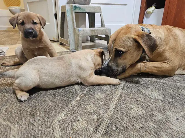 Shepherd mix puppies - Photo 6