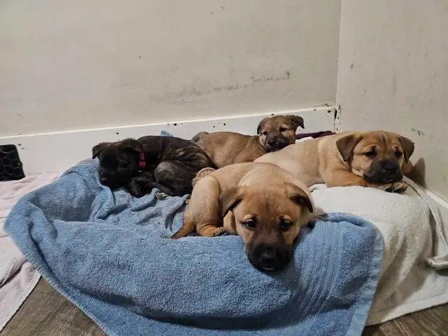 Shepherd mix puppies - Photo 7