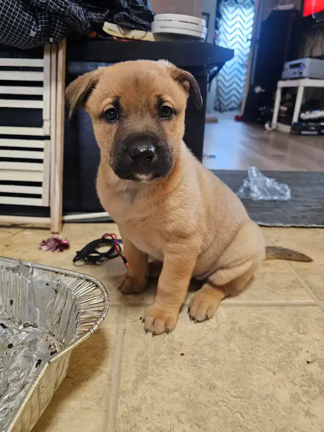 Shepherd mix puppies - Photo 8