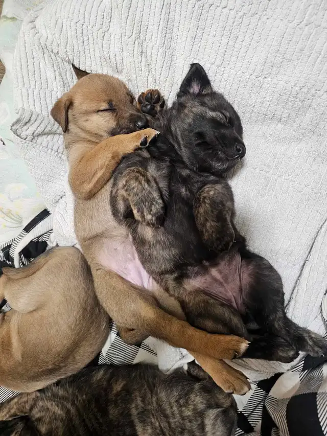 Shepherd mix puppies - Photo 9