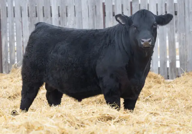 Blue Collar Bull Sale