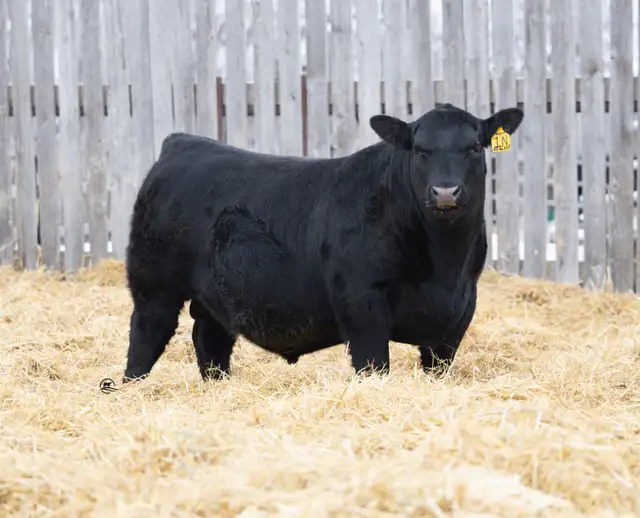 Blue Collar Bull Sale - Photo 2